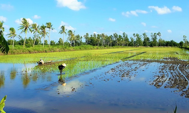 Провинция Камау развивает производство экологически чистого риса