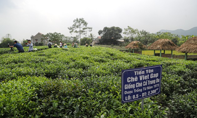 В провинции Тхайнгуен создают бренд чая «Танкыонг» в сочетании с развитием туризма