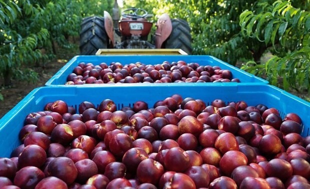 Австралия планирует экспортировать в экспериментальном режиме персики и нектарины во Вьетнам 