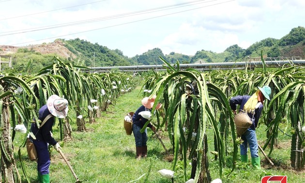 Крестьяне провинции Шонла создают коды посевных площадей для содействия экспорту сельхозпродукции