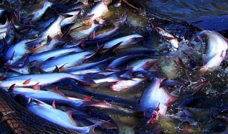 越南水产加工出口协会呼吁美国商务部对越南查鱼实行公平关税