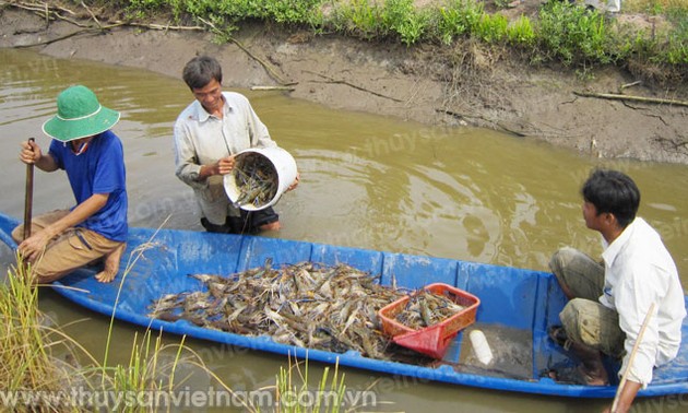 稻田养虾：有效与可持续的生产模式