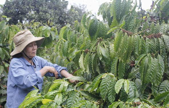 多乐省可持续生产咖啡