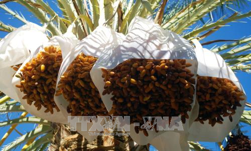 阿尔及利亚希望对越出口椰枣