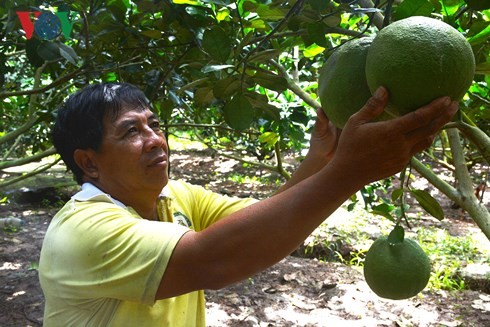 农民种植绿皮柚子年收入十多亿越盾