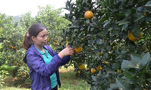 和平省高峰县农民靠种植橙子致富