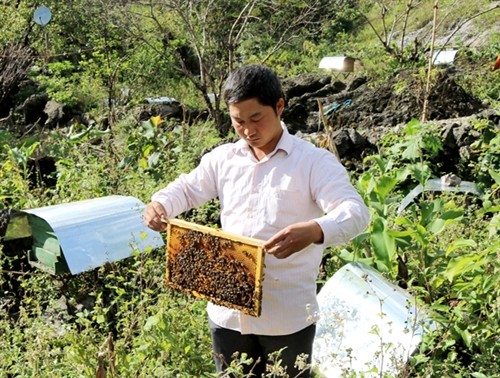 无公害蔬菜种植和蜜蜂养殖模式帮助河江省农民脱贫