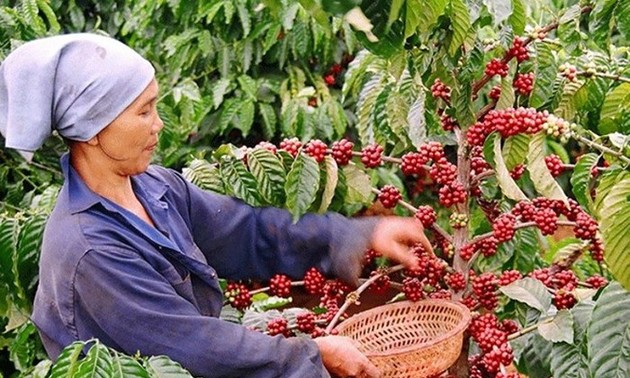 泰国92%的进口咖啡来自越南