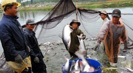 VASEP kêu gọi DOC công bằng khi áp thuế với cá tra Việt Nam
