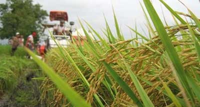 Quản lý và phát triển thương hiệu gạo Việt Nam