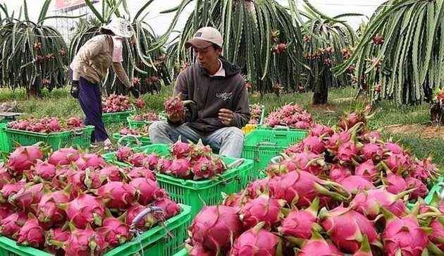 Trung Quốc nhập khẩu trở lại thanh long và chuối của Việt Nam
