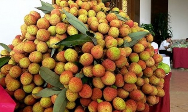 Vietnamese seedless lychees reach out to Japan, UK consumers