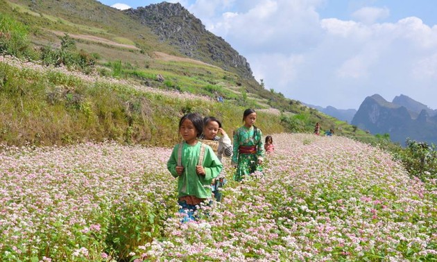 Время цветения гречихи в провинции Хазянг