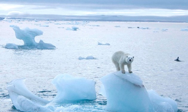 На Северном полюсе самая высокая температура за последние 115 лет