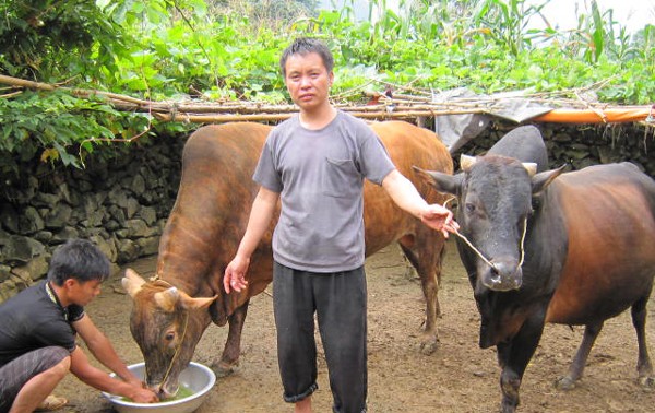 Разведение коров на каменном плоскогорье Хазянг