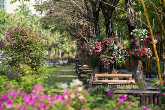 Предновогодние дни в цветочных садах в районе Донгтхап-Мыой