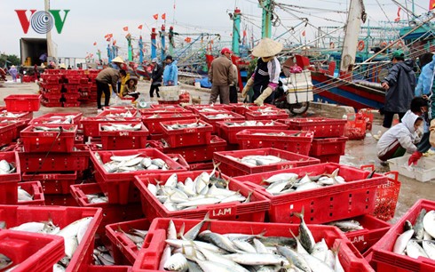 У рыбаков в провинции Биньдинь большой новогодний улов