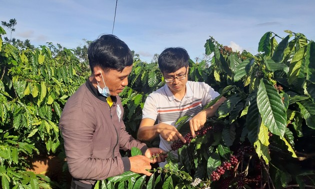 Представители народности бахнар выращивают кофе, идущий на экспорт
