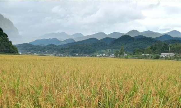 Община Мыонгва и особый сорт клейкого риса
