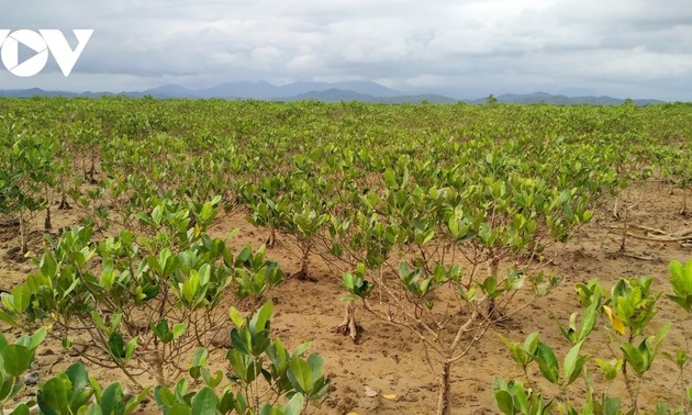 Восстановление мангрового леса Донгруй в провинции Куангнинь