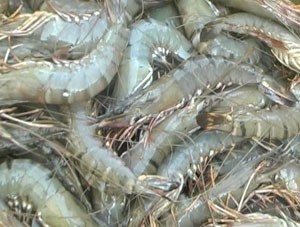 Vietnam becomes world’s 3rd largest shrimp exporter