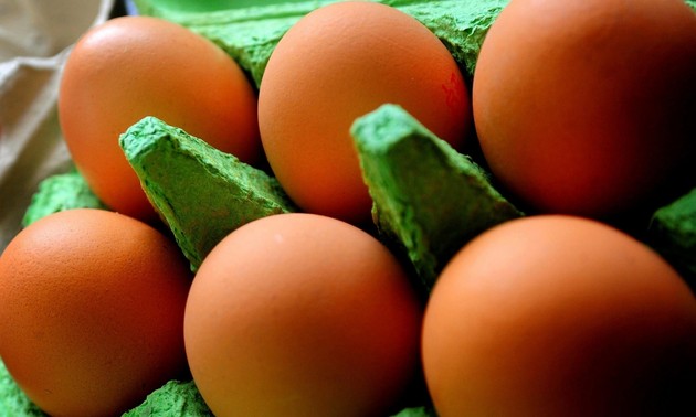 Fipronil contaminated eggs scandal
