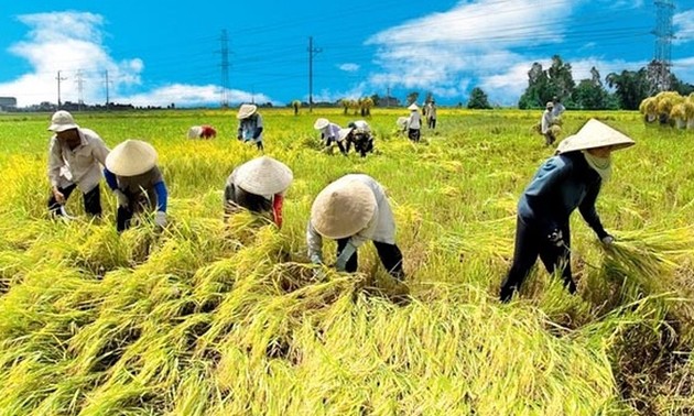 Vietnam’s agriculture exports on track to reach record high