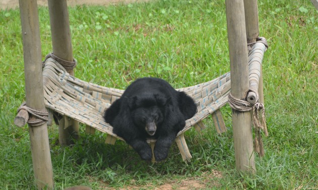 Activities held to save bear population