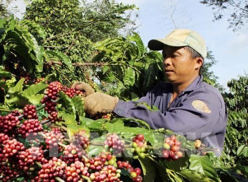 Free coffee for visitors at Buon Ma Thuot coffee festival