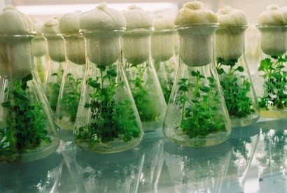 Vietnam works to protect plant genetic resources