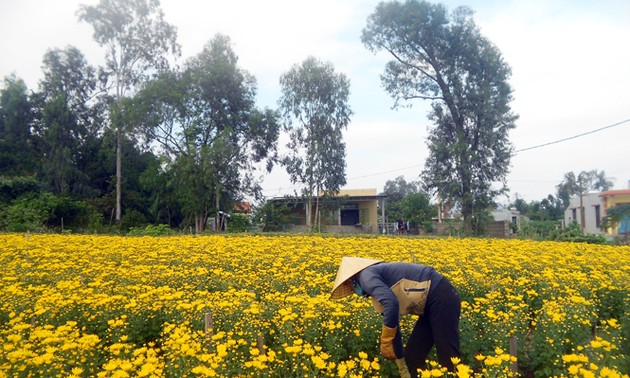 Quang Binh prepare flowers for Tet