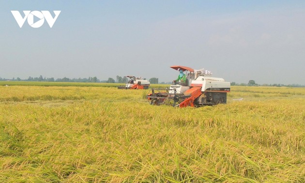 Vietnam increases rice exports while ensuring domestic food security