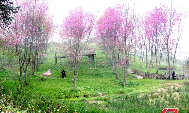 Pha Din Pass flowers blossom during the early days of 2024