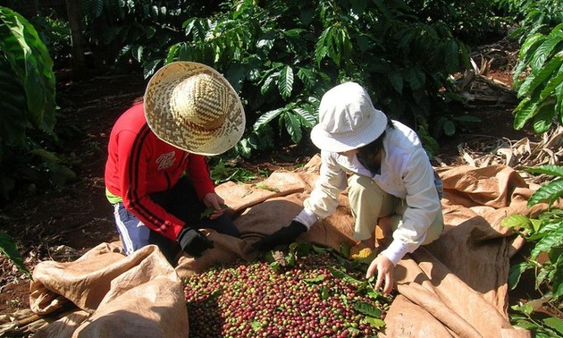 提高咖啡价值和发展西原经济区
