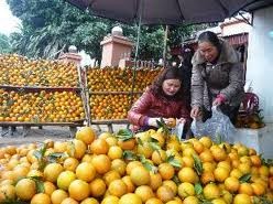 Cao Phong village seeks to build its orange trademark