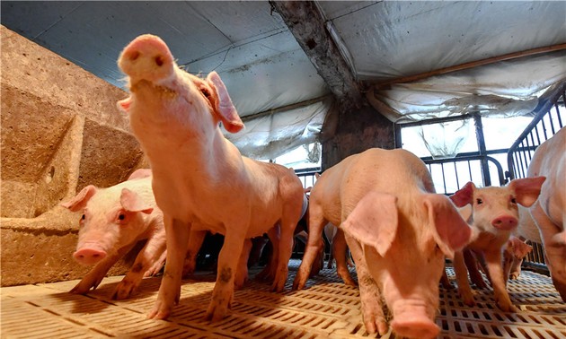 FAO, OIE help Vietnam control African swine fever 