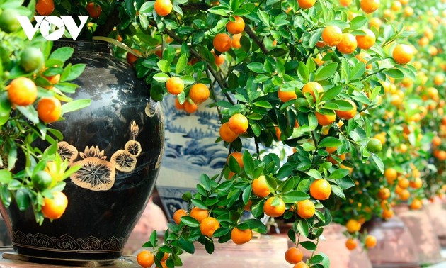 Tu Lien kumquat village prepares for Tet holiday