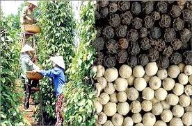 Vietnam mantiene el primer puesto mundial en exportación de pimienta