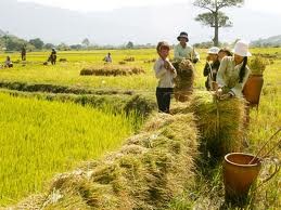 Reajustar acápites para mejorar las áreas rurales vietnamitas 