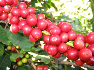 Vietnam: exportador “número uno” de café del mundo