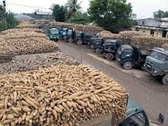 Exportaciones de yuca de Vietnam superan mil millones de dólares