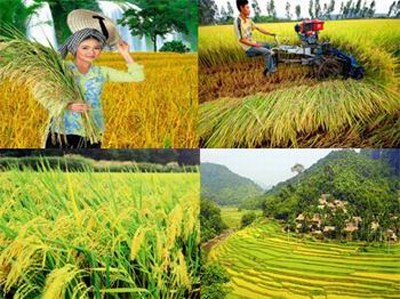 La Agricultura- columna vertebral de la economía vietnamita en 2012 