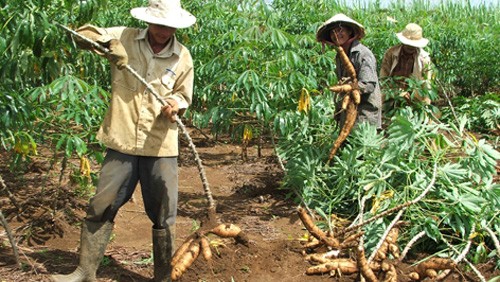 Vietnam podría obtener dos millones de dólares por la exportación de yuca
