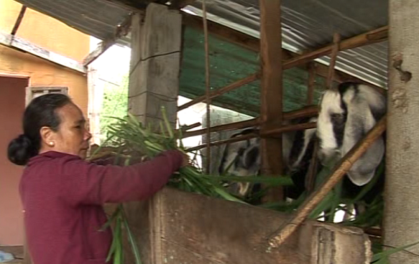 Le Thi Kim Loan y el progreso gracias a la cría de cabras