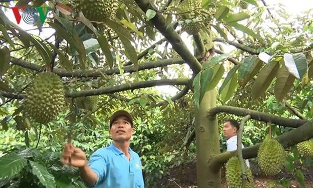Cao Van Nguyen, agricultor pionero en desarrollar modelo de alternancia de cultivos 