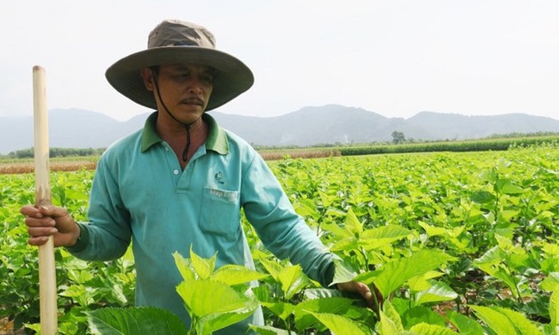La sericicultura ayuda al progreso de los agricultores de Binh Thuan 