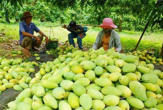 Vietnam exportará mangos al mercado de Chile
