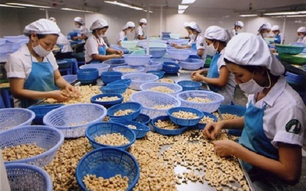 Vietnam apunta a 4 mil millones de dólares de exportaciones de anacardos en 2020