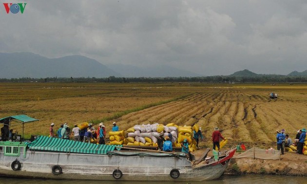 Delta del río Mekong registra un récord de productividad arrocera