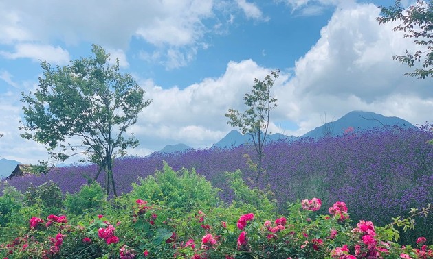 Récord Guinness Vietnam reconoce a valle de rosas en Sapa como el más grande del país